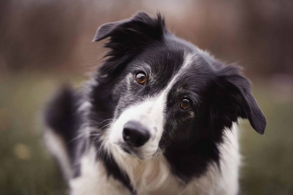 How Can You Teach a Border Collie to Excel at Frisbee Sports?